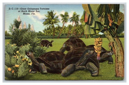 Giant galapagos tortoises - giant,