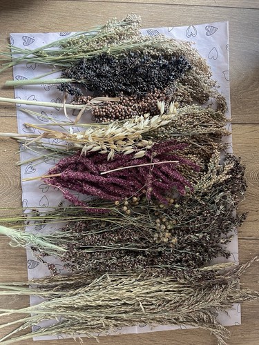 Hamster seed spray bouquet - hamster,