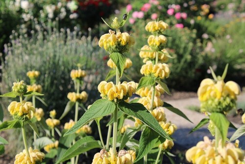 Phlomis russeliana turkish - phlomis,