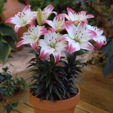 6 x Dwarf Lilies - LOLLYPOP -