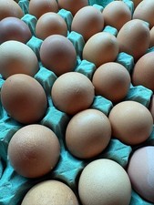 Chicken Hat**ing Eggs Mixed