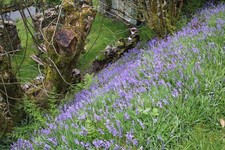 10x English Bluebell BULBS UK