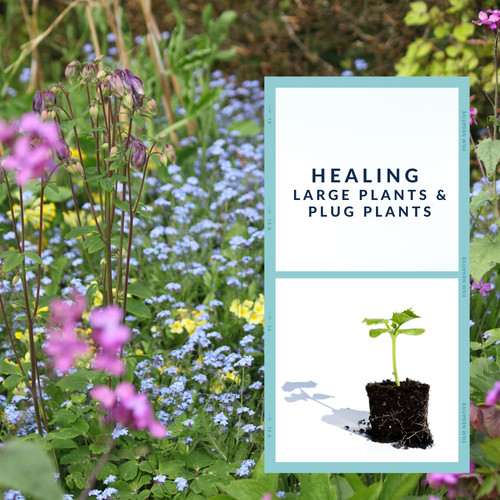 Healing herb plant varieties - herb,