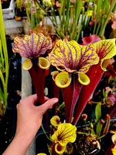 Sarracenia Rubicorpora Burgundy (carnivorous pitcher plant)