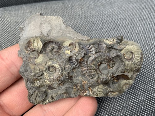 Eleganticeras jurassic - sp.,