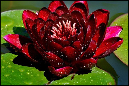 Burgundy princess red - princess,