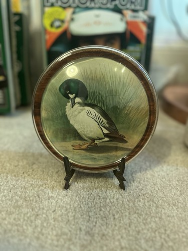 Vintage birds encased annat - vintage,