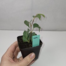 Ficus Benjamina Rooted Cutting