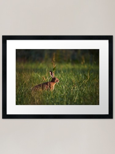 European hare framed - "european, art