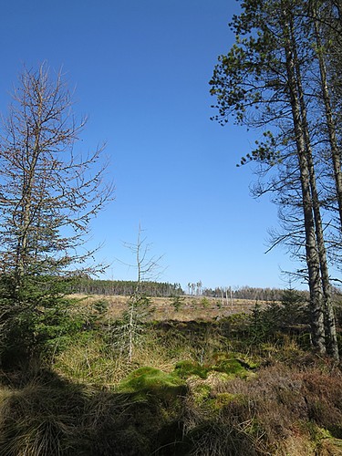 Photo 6x4 clear felled forest - 6x4,