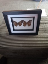 Vintage Butterflies Taxidermy