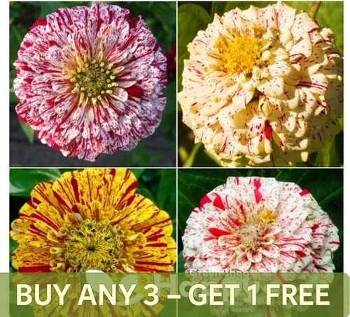 Zinnia candy stripe - double,