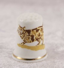 China Thimble brown tabby shorthair pedigree cat