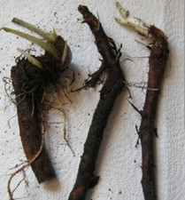 Comfrey roots x5, grown without chemicals, excellent for health,pet feed&garden