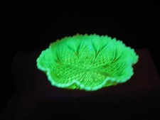 Victorian Davidson Vaseline