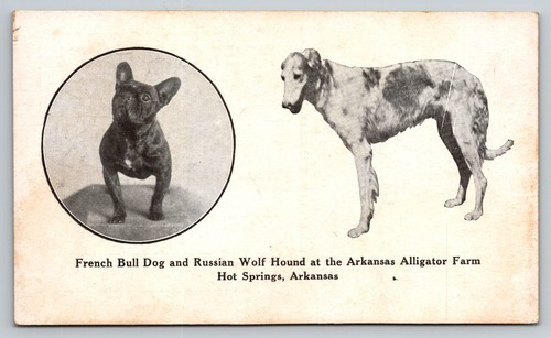 Dogs french bull - dog, russian