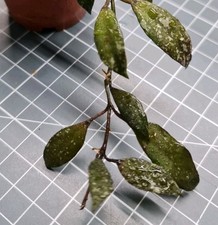 Hoya Lacunosa Royal flush