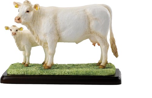 Border fine arts charolais - charolais, cow