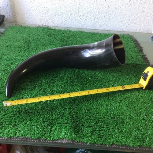 Cow bull horn polished and - horn,