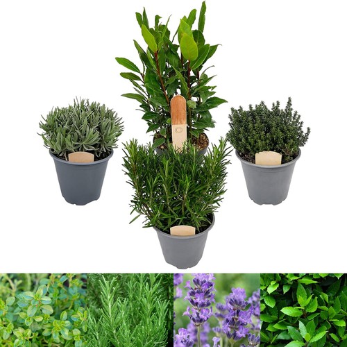 Large herb mix rosemary - large,