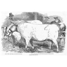 CATTLE Prize Charolais Bull and Cow at Chelmsford Show - Antique Print 1856