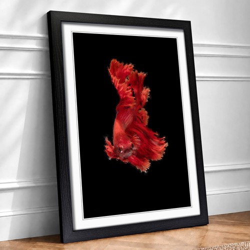 Red siamese fighting fish - siamese,
