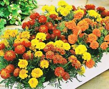 AFRICAN MARIGOLD - SIERRA MIX