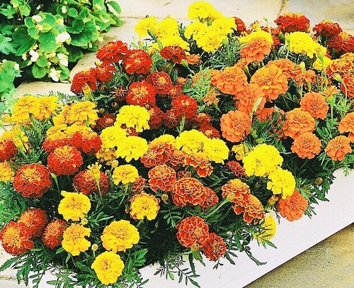 African marigold sierra mix - african,