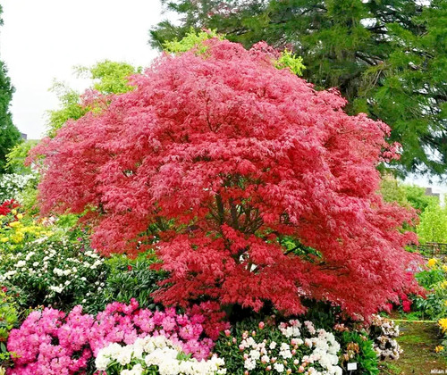 Acer palmatum shirazz japanese - acer,