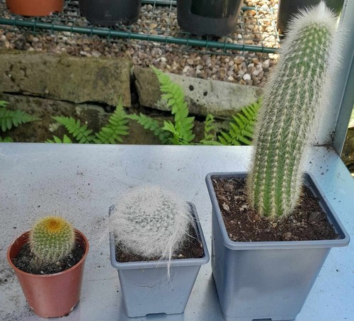 Assorted cactus plant mix - 3,