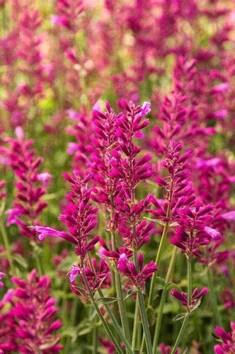Agastache heatwave perennial - heatwave,