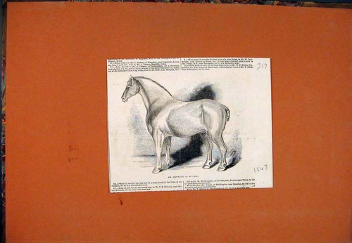Original old antique print - old,