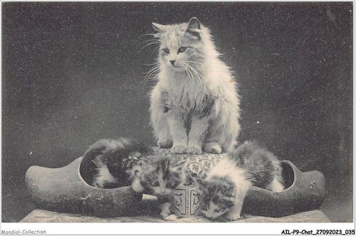 Ailp9 0854 cat - -,