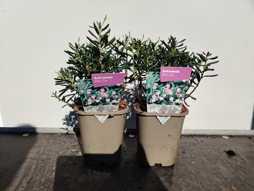 Andromeda polifolia blue - polifolia, '
