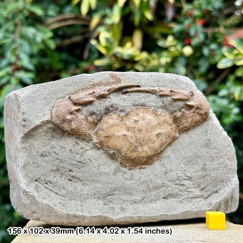 Charybdis complete fossil crab - charybdis,