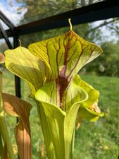 Sarracenia seedlings from - sarracenia, my