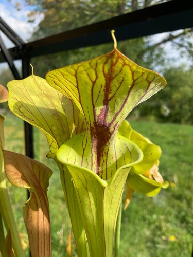 Sarracenia seedlings from - from, my