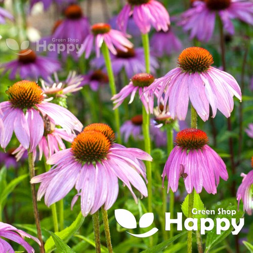 Purple coneflower starlight - coneflower,