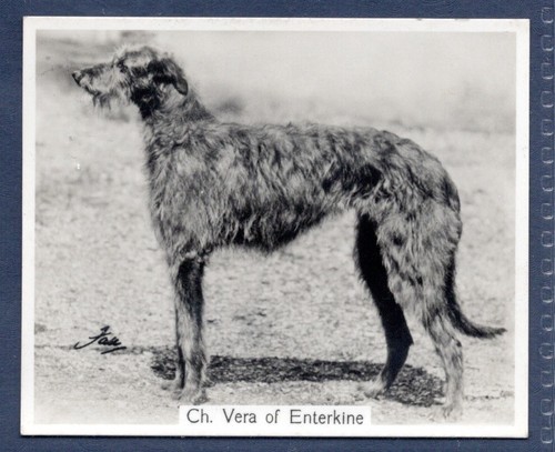 Deerhound original champion - -,