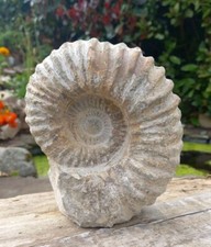 Large Fossil Ammonite