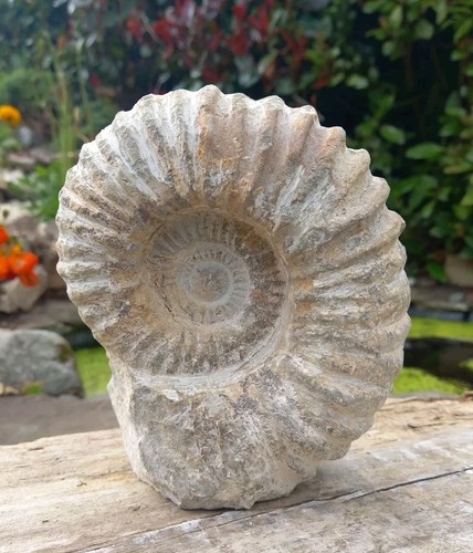 Large fossil ammonite - fossil,