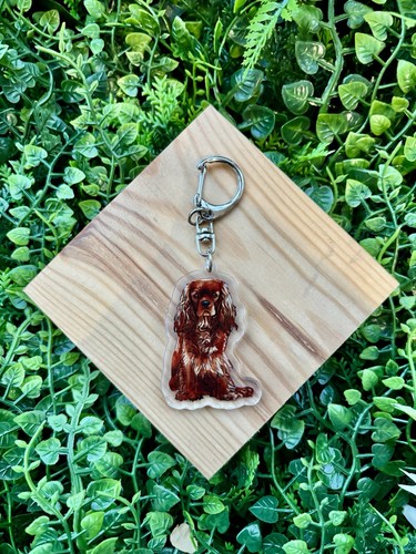 Cavalier king charles spaniel - king,