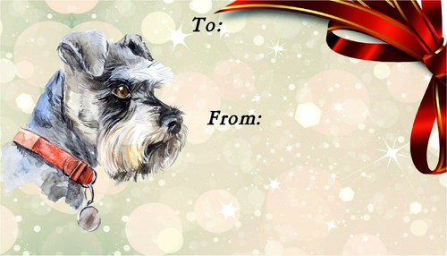 Miniature schnauzer dog - miniature, self