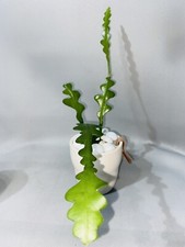 Fishbone cactus epiphyllum - cactus, |