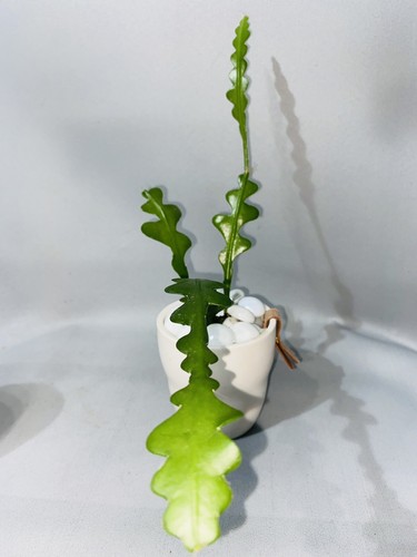 Fishbone cactus epiphyllum - |,