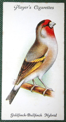 Goldfinch bullfinch hybrid - goldfinch,