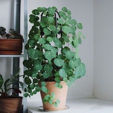 Stephania Erecta Caudex Plant