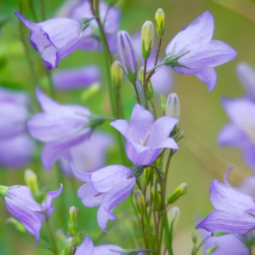 Campanula rotundifolia - ,