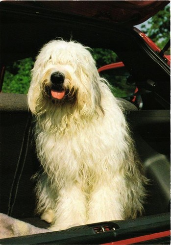 Cpm bobtail dogs - cpm, (717098)