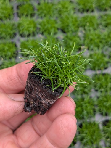 Irish moss 2cm plug - x,